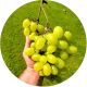 Winogron Biały Bezpestkowy deserowe KRZEW 60-90 cm