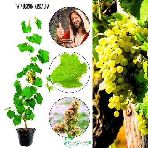 Winogron Arkadia wyjątkowo duże grona KRZEW 60-90 cm