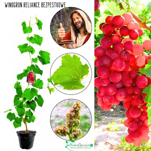 Winogron Reliance wczesne winogrona KRZEW 60-90 cm