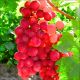Winogron Reliance wczesne winogrona KRZEW 60-90 cm