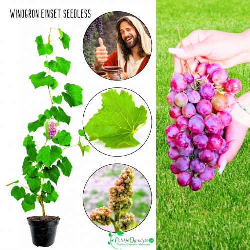 Winogron Einset Seedless różowe owoce KRZEW 60-90 cm
