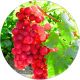 Winogron Reliance wczesne winogrona KRZEW 60-90 cm