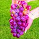Winogron Einset Seedless różowe owoce KRZEW 60-90 cm