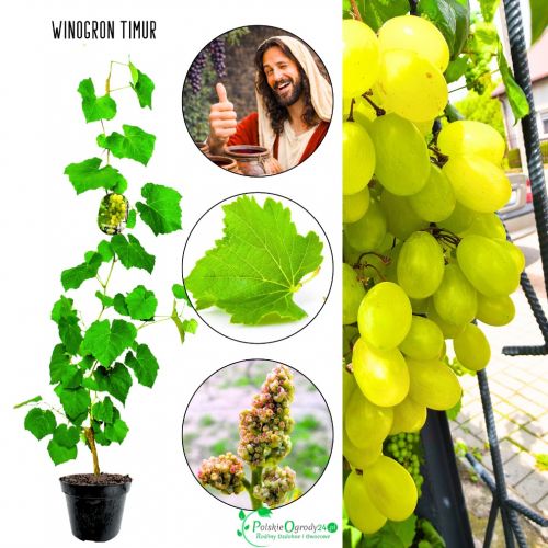 Winogron Timur chrupiący miąższ KRZEW 60-90 cm