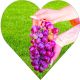 Winogron Einset Seedless różowe owoce KRZEW 60-90 cm