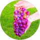 Winogron Einset Seedless różowe owoce KRZEW 60-90 cm