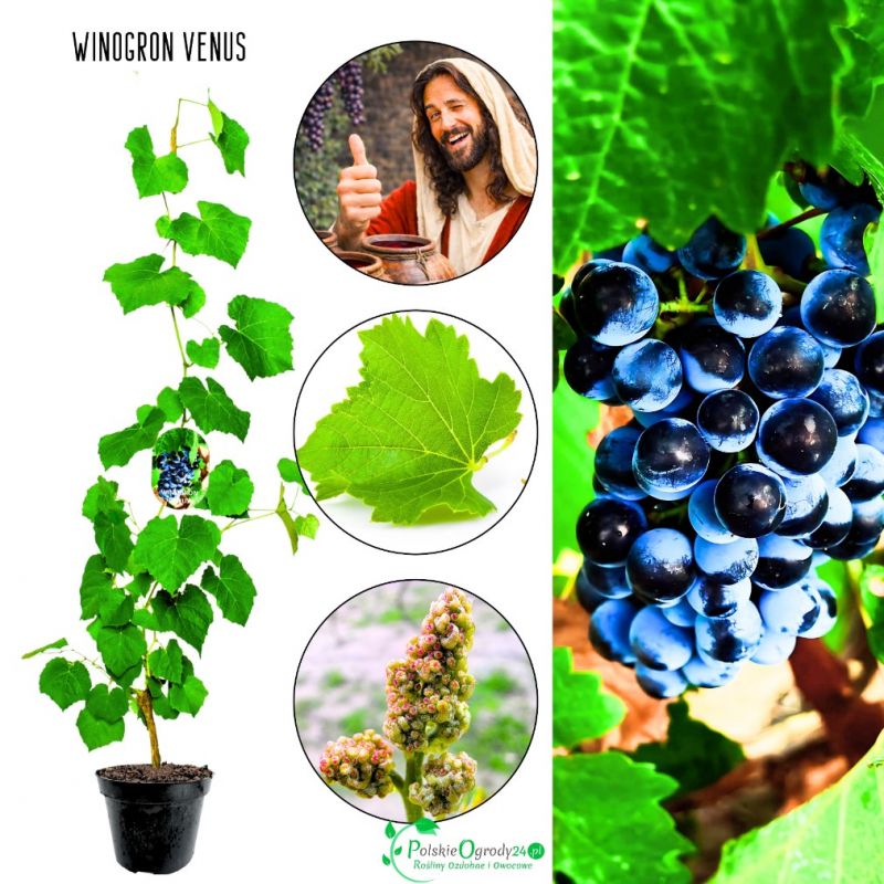 Winogron Venus winogrona bezpestkowe KRZEW 25-50 cm