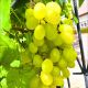 Winogron Timur chrupiący miąższ KRZEW 60-90 cm