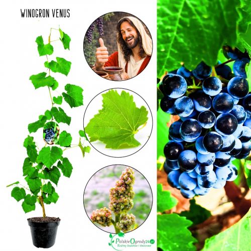 Winogron Venus wysoka odporność KRZEW 60-90 cm