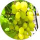 Winogron Timur chrupiący miąższ KRZEW 60-90 cm
