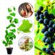 Winogron Nero ciemnogranatowe grona KRZEW 60-90 cm