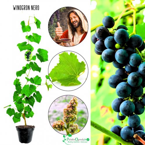 Winogron Nero ciemnogranatowe owoce KRZEW 25-50 cm