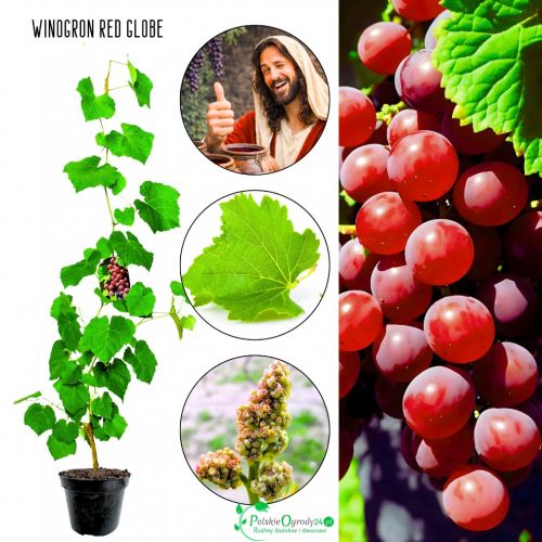 Winogron Red Globe olbrzymie owoce KRZEW 25-50 cm