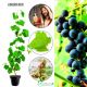 Winogron Nero ciemnogranatowe grona KRZEW 60-90 cm