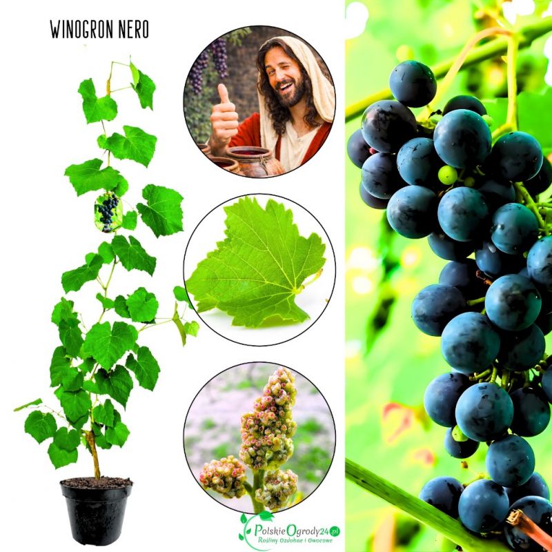 Winogron Nero ciemnogranatowe grona KRZEW 60-90 cm