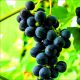 Winogron Nero ciemnogranatowe owoce KRZEW 25-50 cm