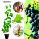Winogron Nero ciemnogranatowe grona KRZEW 60-90 cm