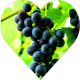 Winogron Nero ciemnogranatowe owoce KRZEW 25-50 cm