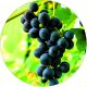 Winogron Nero ciemnogranatowe owoce KRZEW 25-50 cm