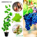 Winogron Muscat Bleu granatowe owoce KRZEW 25-50 cm
