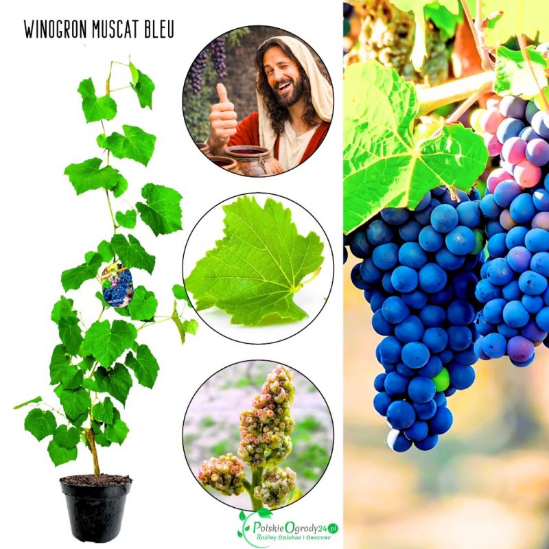 Winogron Muscat Bleu granatowe owoce KRZEW 25-50 cm