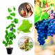 Winogron Muscat Bleu granatowe owoce KRZEW 25-50 cm