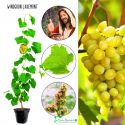 Winogron Lakemont słodki delikatny smak KRZEW 60-90 cm