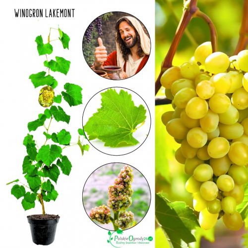 Winogron Lakemont słodki delikatny smak KRZEW 60-90 cm
