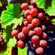 Winogron Red Globe olbrzymie owoce KRZEW 25-50 cm