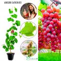 Winogron Swenson Red wczesne dojrzewanie KRZEW 25-50 cm