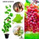 Winogron Swenson Red różowoczerwone owoce KRZEW 60-90 cm