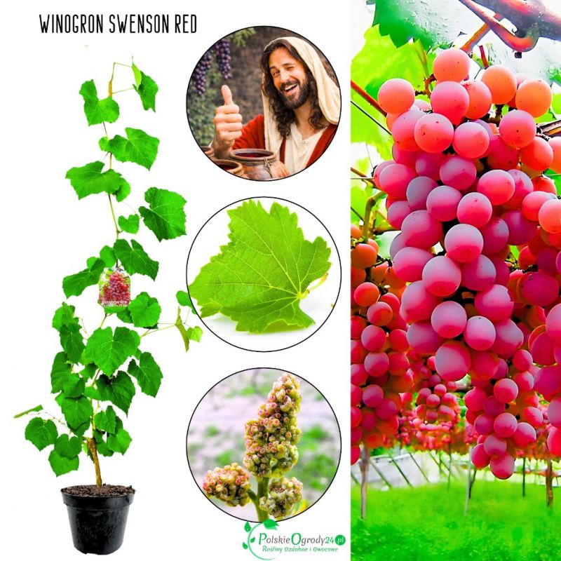 Winogron Swenson Red różowoczerwone owoce KRZEW 60-90 cm