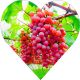 Winogron Swenson Red wczesne dojrzewanie KRZEW 25-50 cm