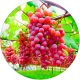 Winogron Swenson Red wczesne dojrzewanie KRZEW 25-50 cm