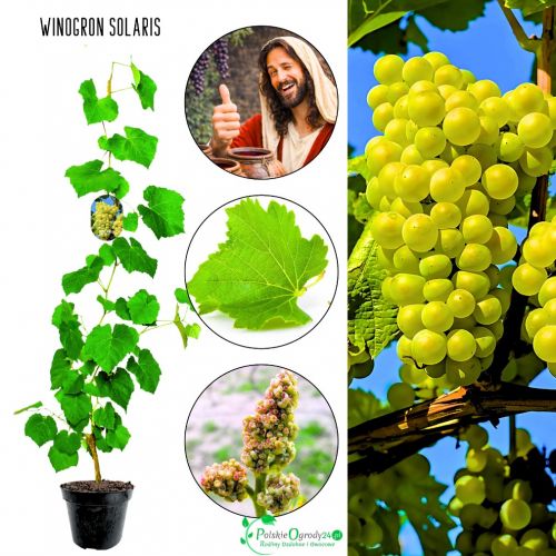 Winogron Solaris idealna na wino KRZEW 25-50 cm
