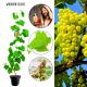 Winogron Solaris idealna na wino KRZEW 25-50 cm