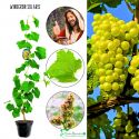 Winogron Solaris wysoka zawartość cukru KRZEW 60-90 cm