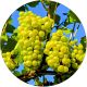 Winogron Solaris idealna na wino KRZEW 25-50 cm