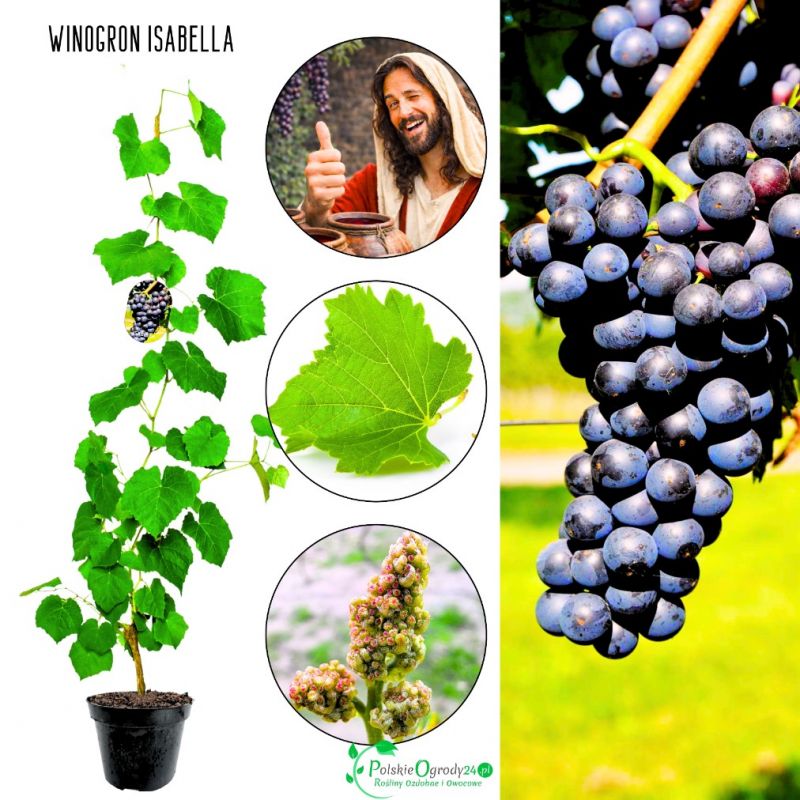 Winogron Isabella idealna na soki KRZEW 60-90 cm