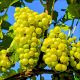 Winogron Solaris idealna na wino KRZEW 25-50 cm
