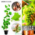 Winogron Iza Zaliwska deserowy smak KRZEW 25-50 cm