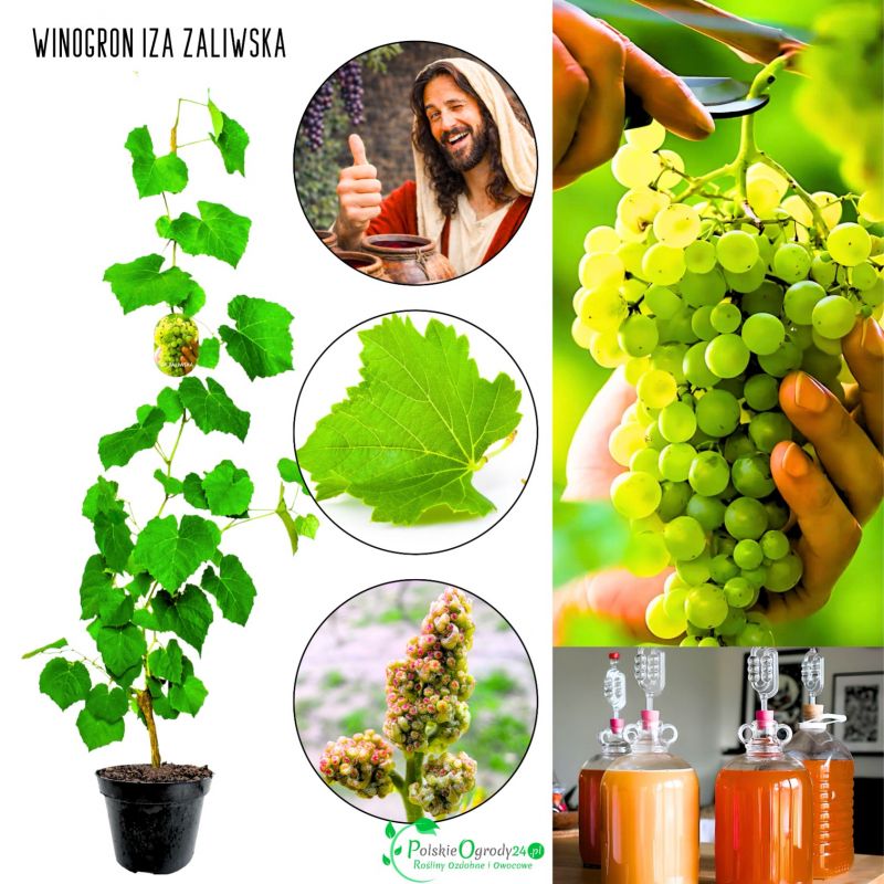Winogron Iza Zaliwska deserowy smak KRZEW 25-50 cm