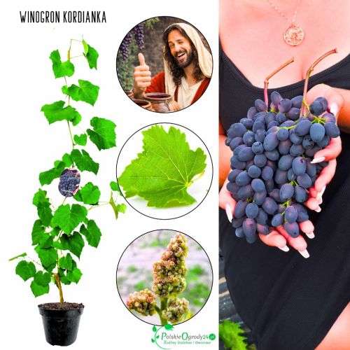 Winogron Kordianka podłużne owoce KRZEW 60-90 cm