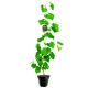 Winogron Isabella idealna na soki KRZEW 60-90 cm