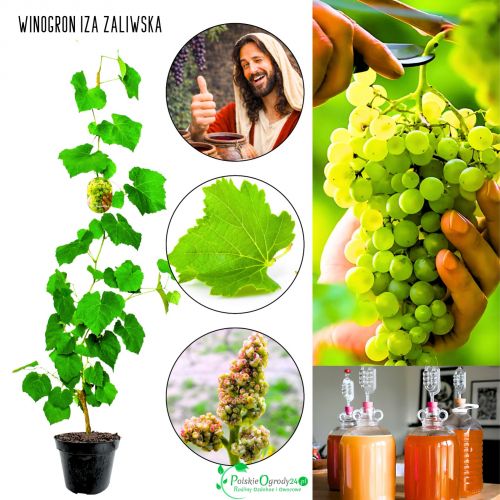 Winogron Iza Zaliwska jasnożółte owoce KRZEW 60-90 cm