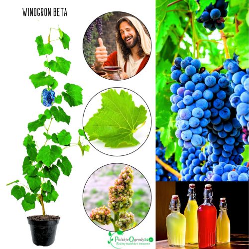 Winogron Beta winogrona na wino KRZEW 25-50 cm