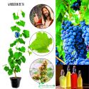 Winogron Beta mrozoodporne KRZEW 60-90 cm