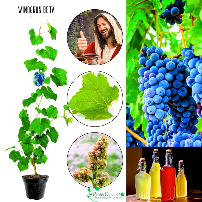 Winogron Beta mrozoodporne KRZEW 60-90 cm