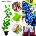 Winogron Leon Millot winogrona na wino KRZEW 25-50 cm