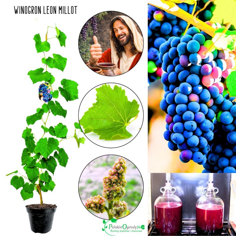 Winogron Leon Millot winogrona na wino KRZEW 25-50 cm